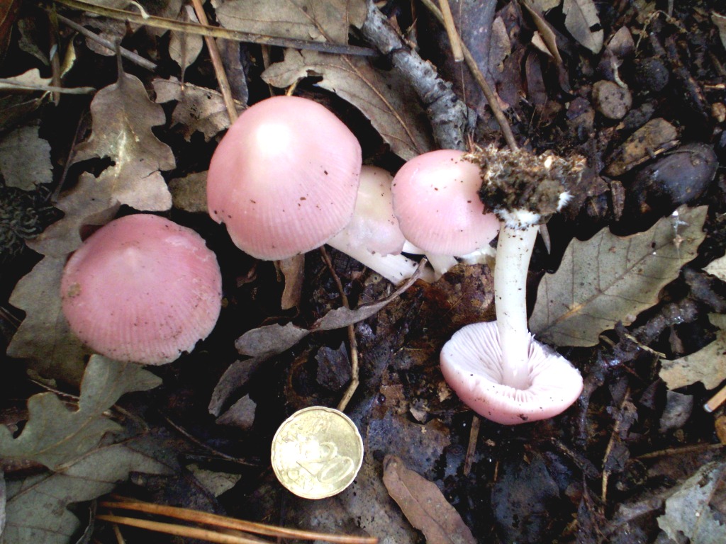 da determinare (rosa)